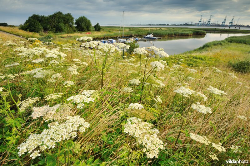 Haven van Oude Doel