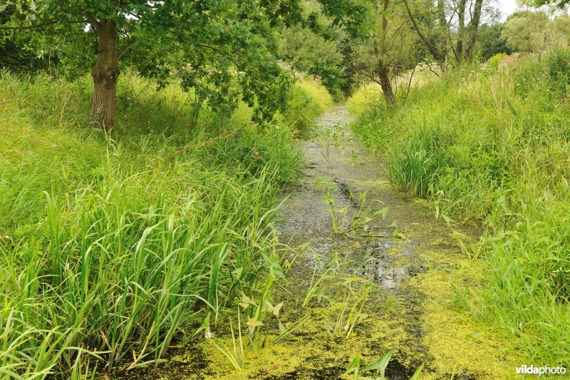 Natuurreservaat de Doode Bemde