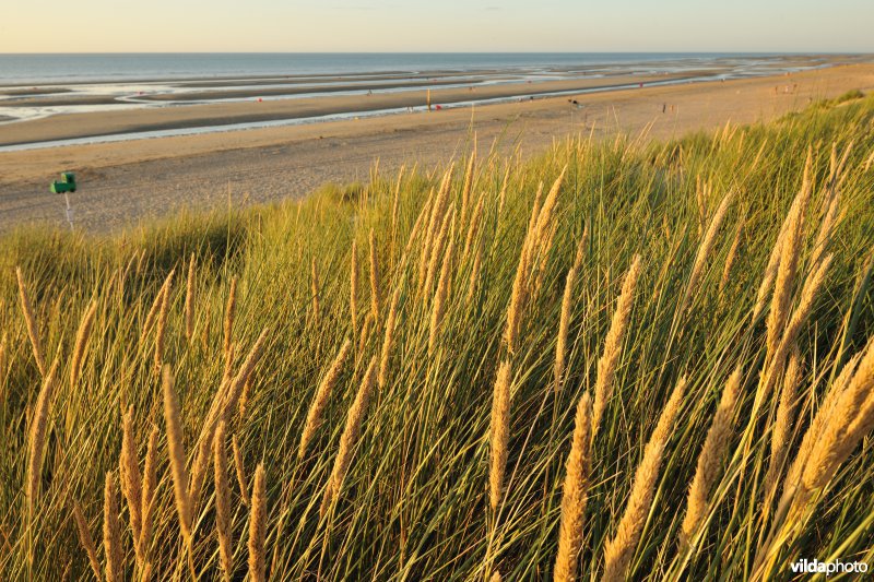 Strand van Sint-Idesbald