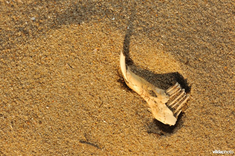 Onderkaak van konijn in het zand