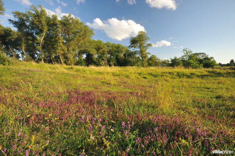 Hannecartduinen