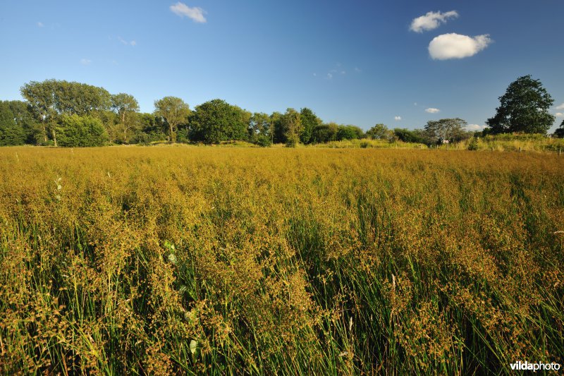 Hannecartduinen
