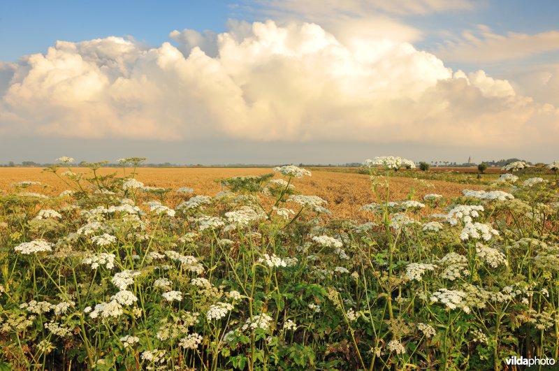 Polders rond Zevekote