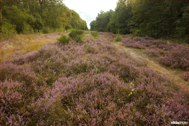 Heide boven een gasleiding