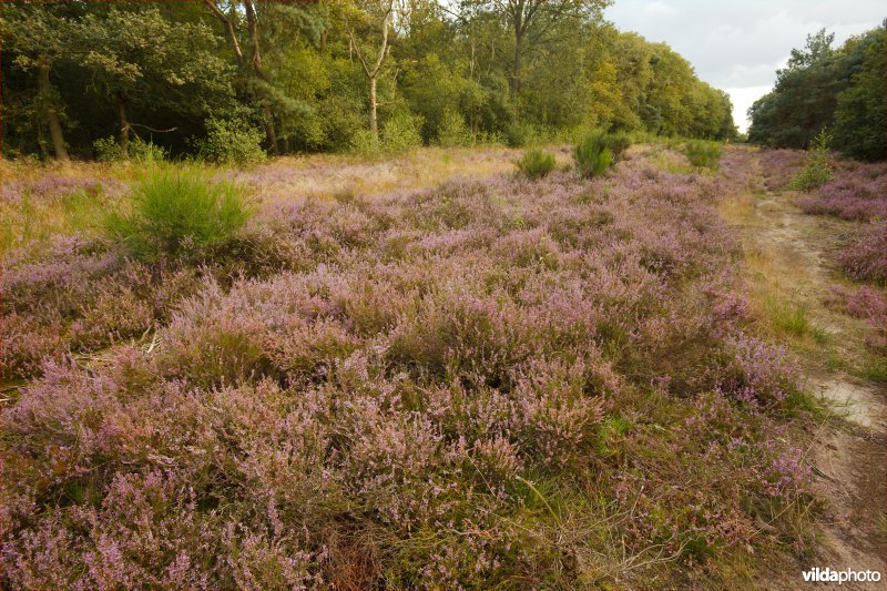 Heide boven een gasleiding