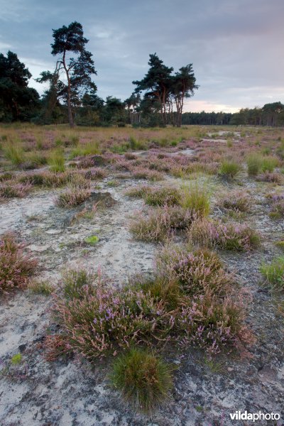 Droge heide op een recent geplagd perceel