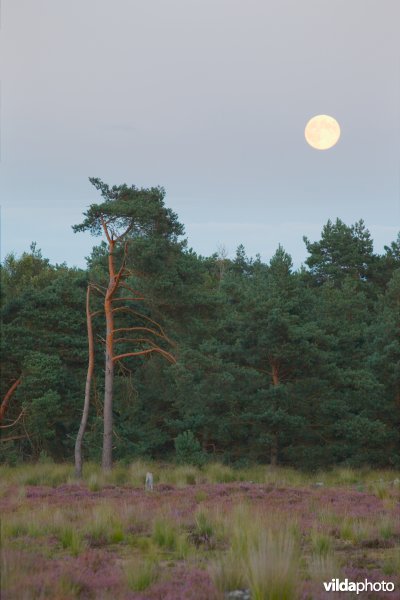 Volle maan boven de heide