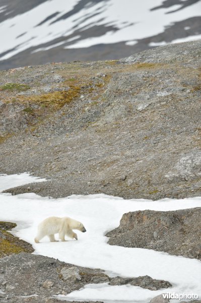 Ijsbeer in Spitsbergen