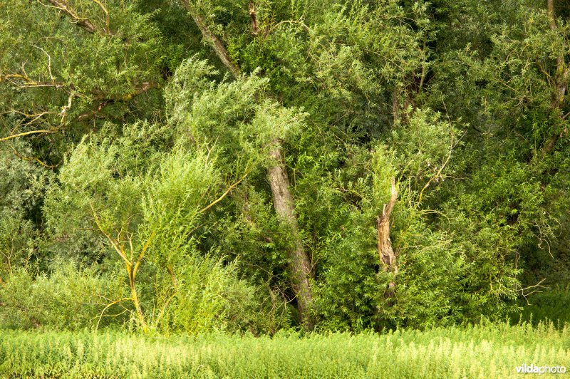 Wilgenbos in een uiterwaard