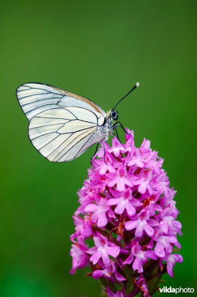 Groot geaderd witje