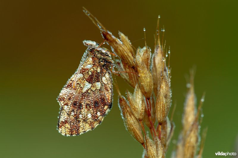 Akkerparelmoervlinder