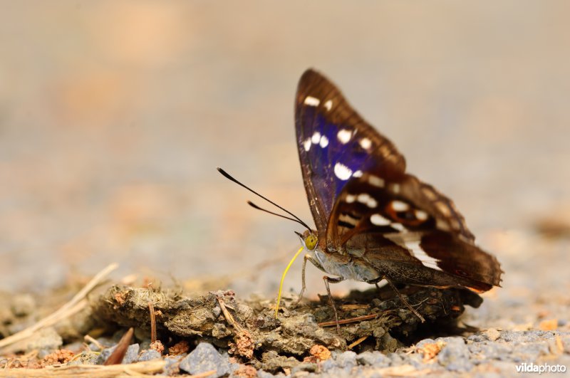 Grote weerschijnvlinder