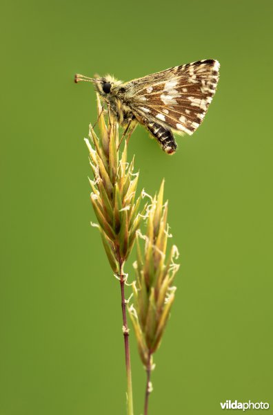 Aardbeivlinder