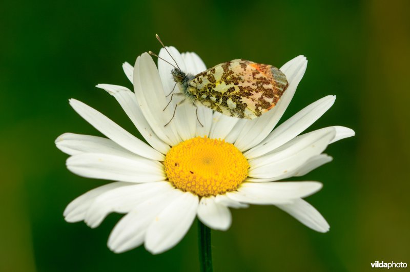 Oranjetipje op margriet