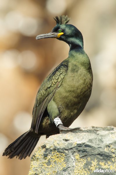 Kuifaalscholver met ring