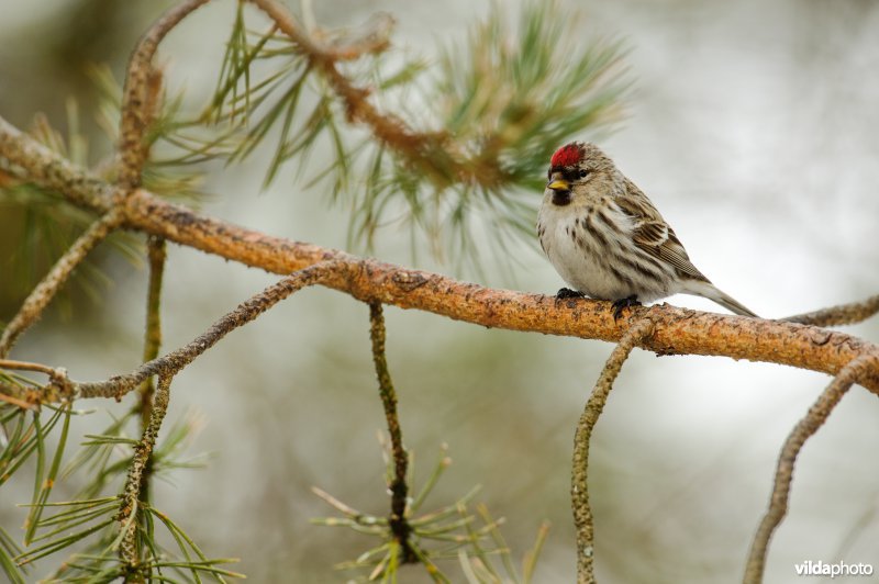 Grote barmsijs op een dennentak