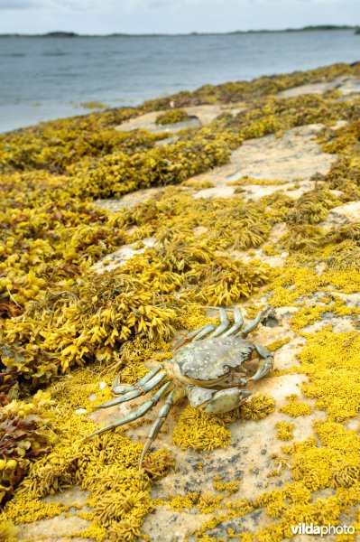 Strandkrab aan een rotskust met wieren