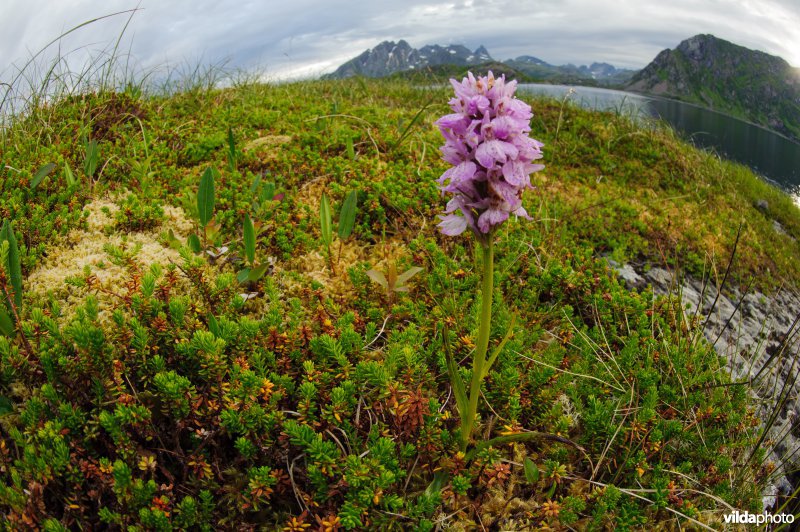 Orchis op de Lofoten