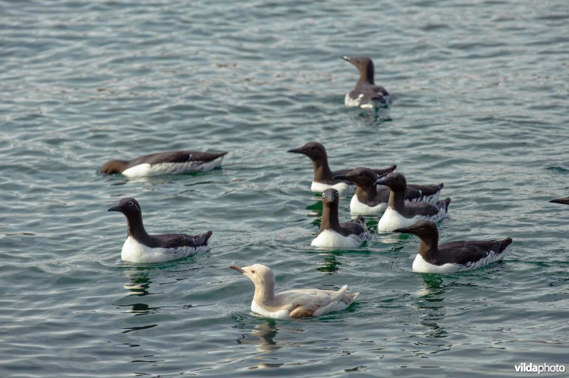 Leucistische zeekoet