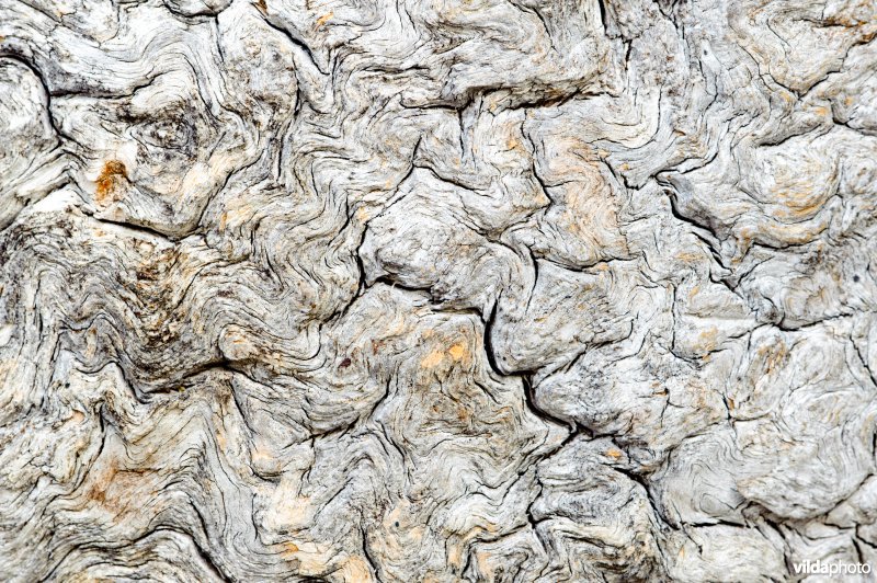 Structuren in hout van fijnspar