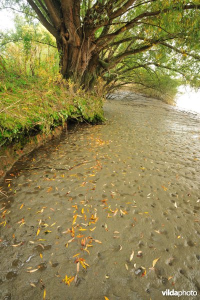 Zoetwaterschorren langs de Schelde