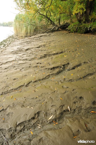 Zoetwaterschorren langs de Schelde