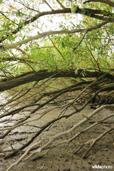 Zoetwaterschorren langs de Schelde