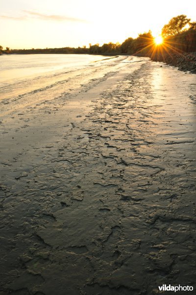 Zoetwaterschorren langs de Schelde