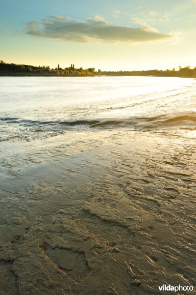 Zoetwaterschorren langs de Schelde