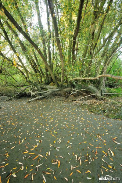Zoetwaterschorren langs de Schelde