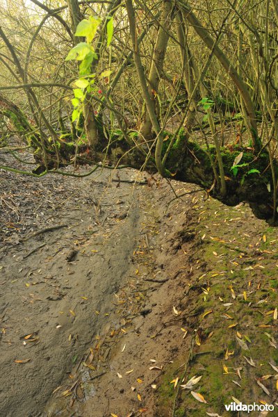 Schorren aan de Notelaer