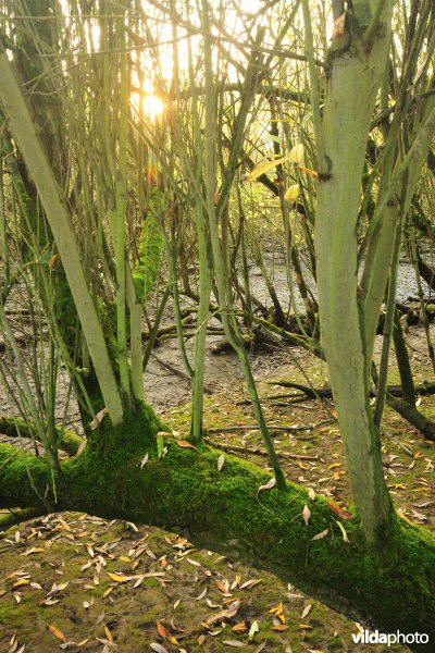 Schorren aan de Notelaer