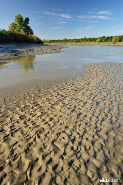 Zoetwaterschorren langs de Schelde