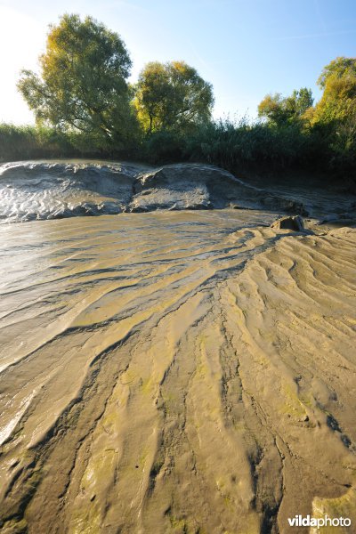 Zoetwaterschorren langs de Schelde