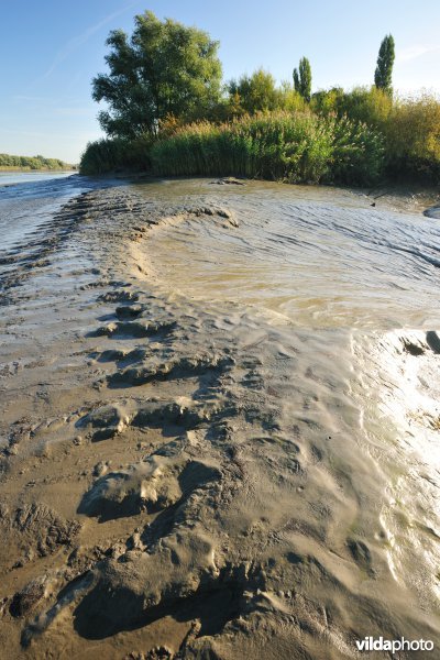 Zoetwaterschorren langs de Schelde