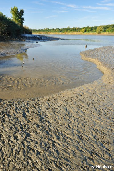 Zoetwaterschorren langs de Schelde