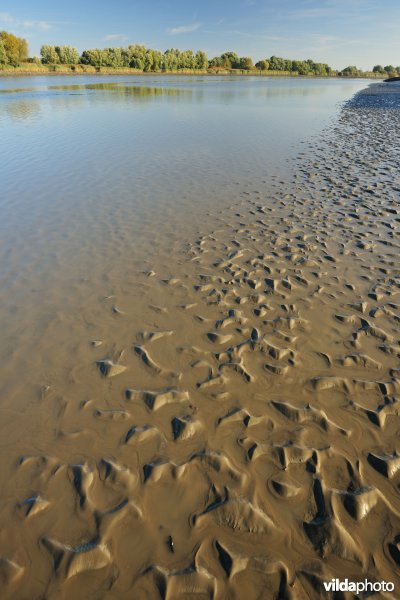 Zoetwaterschorren langs de Schelde