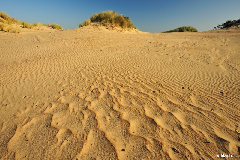 Natuurreservaat De Westhoek