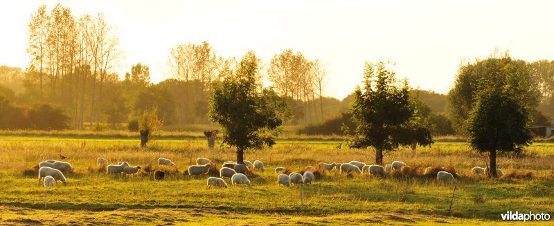 Vloeiweiden