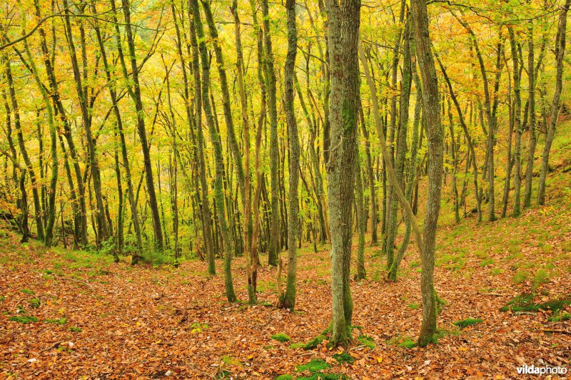 Vallei van de Ourthe