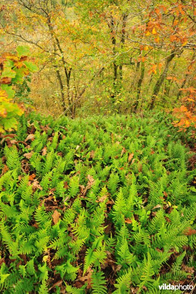 Vallei van de Ourthe