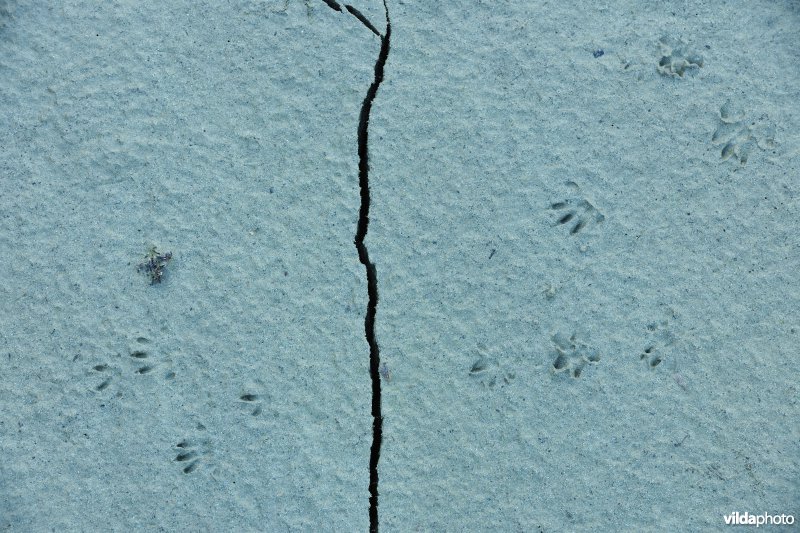 Sporen van Bruine rat in de modder