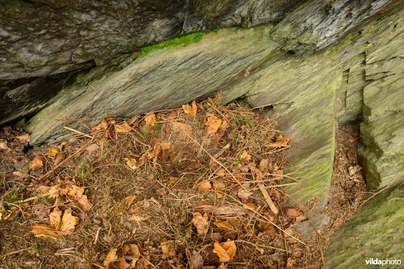 Bovengronds slaapnest van Das