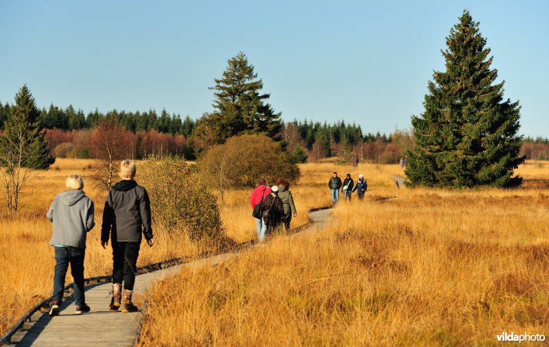 Wandelen in de Hoge Venen