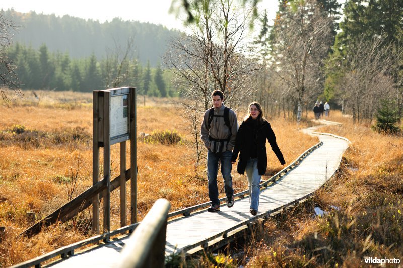 Wandelen in de Hoge Venen