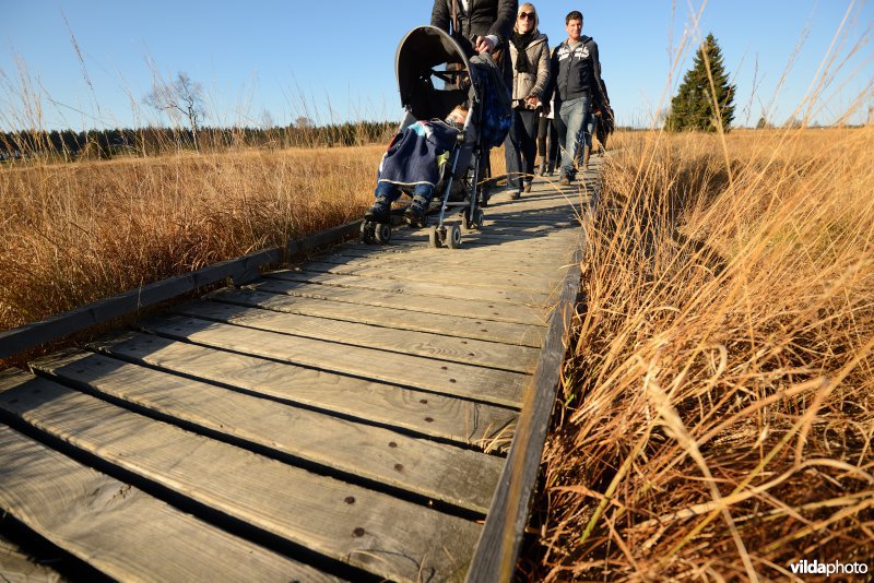 Wandelen in de Hoge Venen