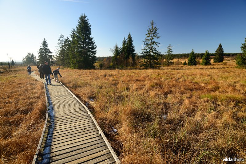Wandelen in de Hoge Venen