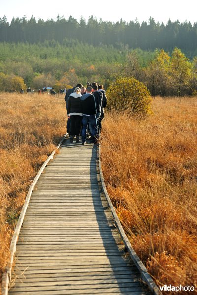 Wandelen in de Hoge Venen
