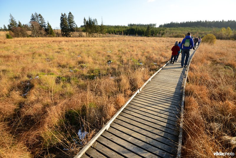 Wandelen in de Hoge Venen