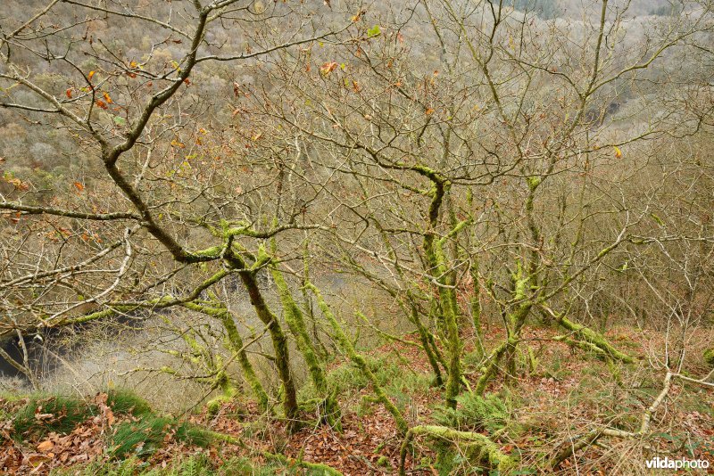 Vallei van de Ourthe